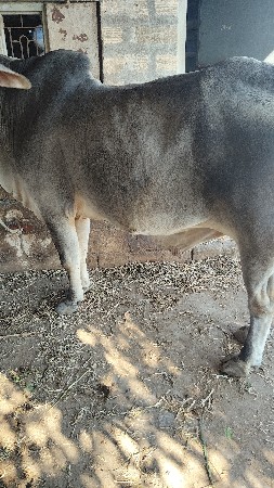 थंबनेल 2