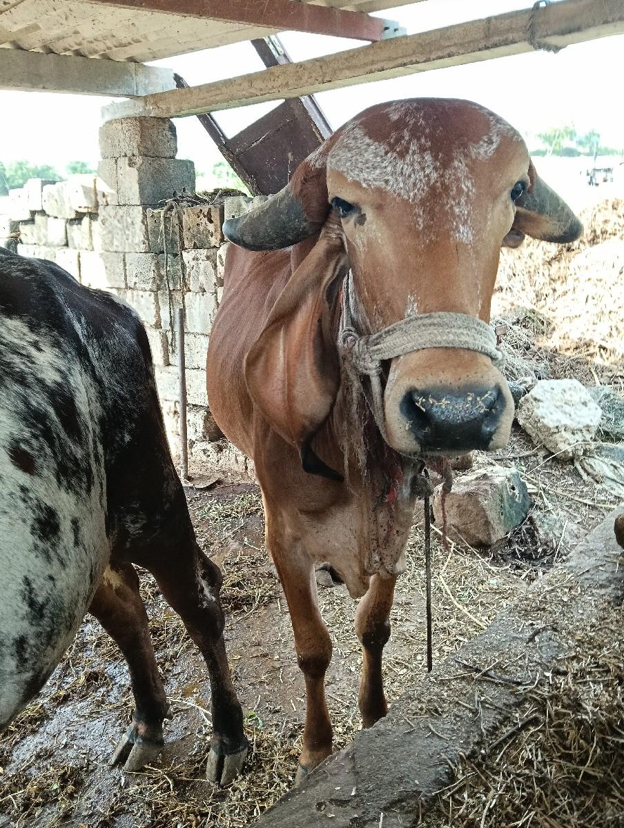 થંબનેલ 3