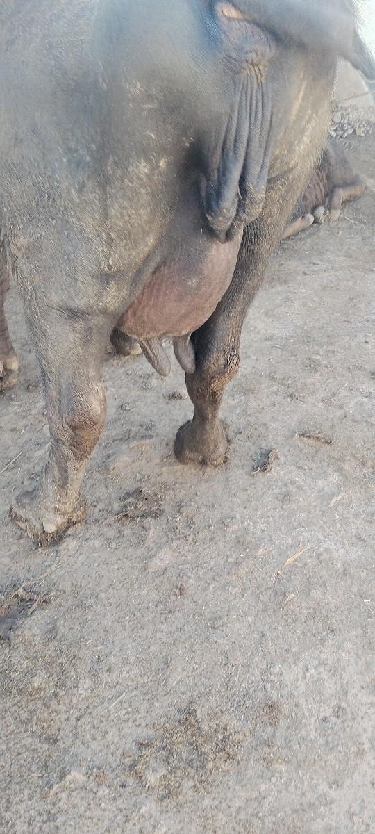 थंबनेल 2