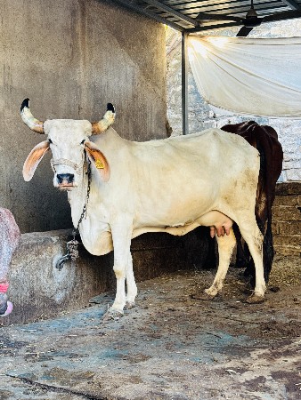 થંબનેલ 5