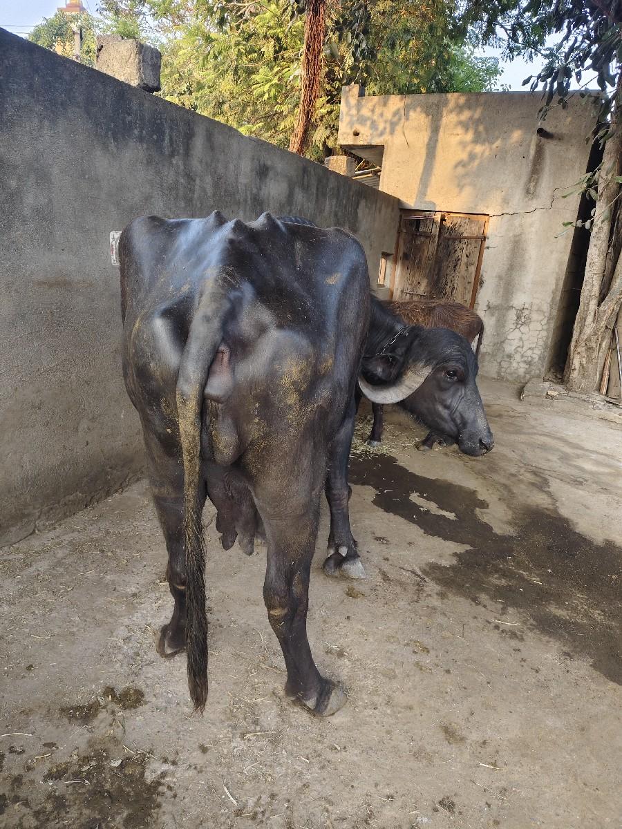 થંબનેલ 2