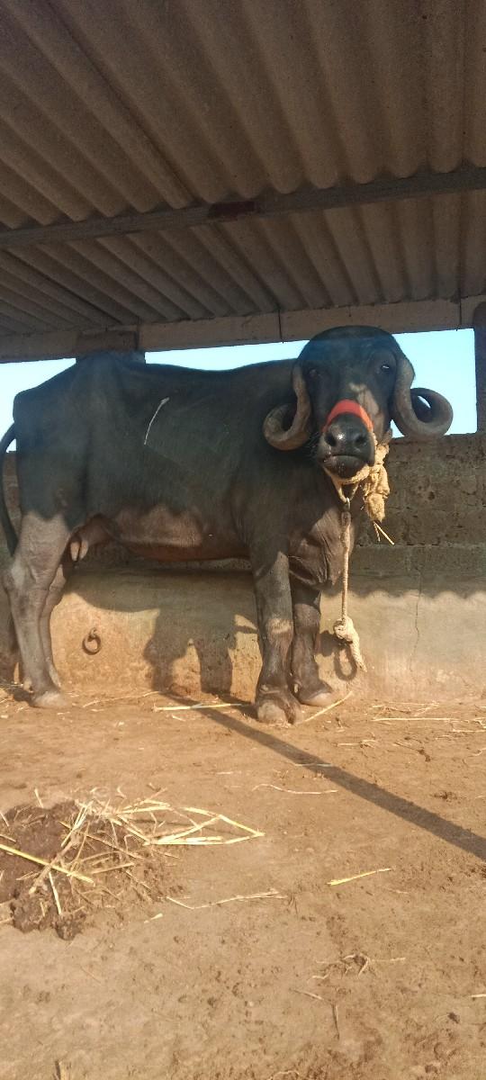 થંબનેલ 2