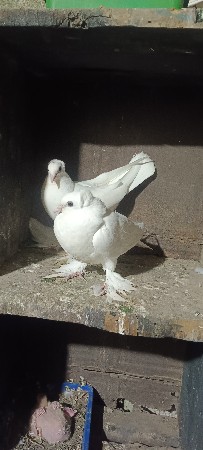 વેચવાના છે