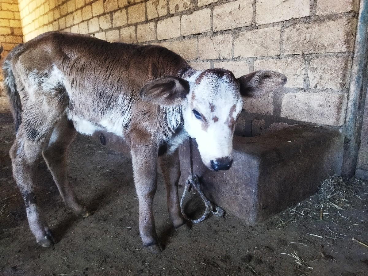 थंबनेल 2