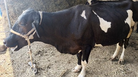 थंबनेल 3