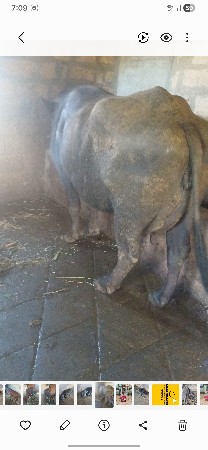 ભીલી ભેંસ વેચાવા ની છે