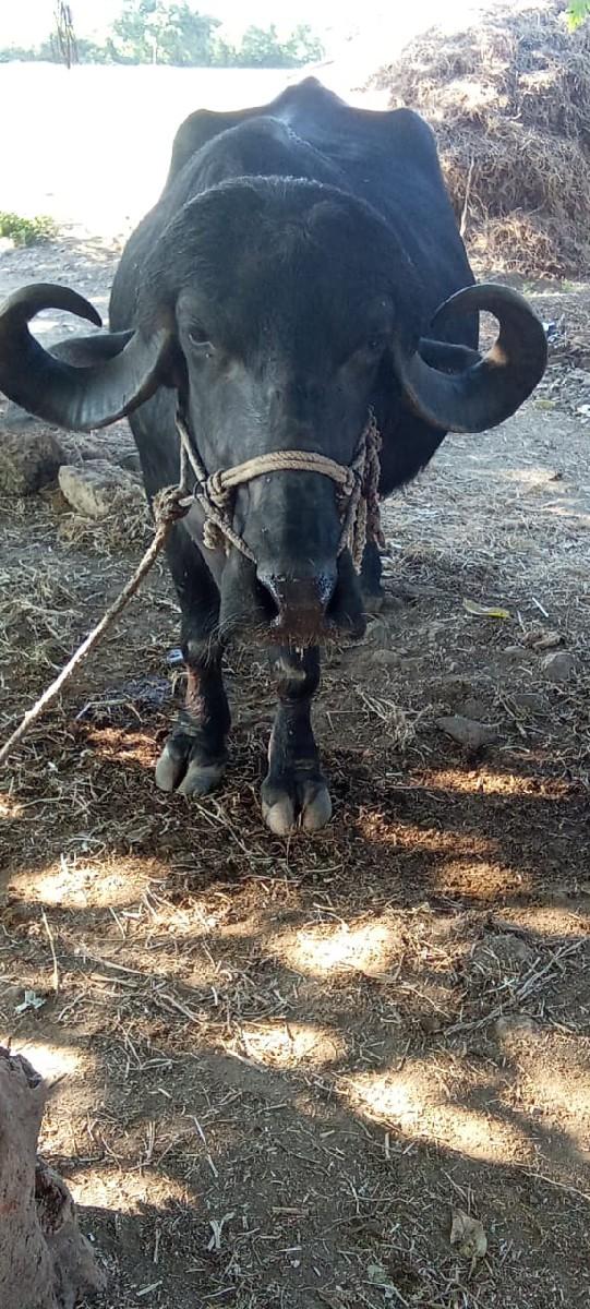 ભેંસ વેચવાની છે