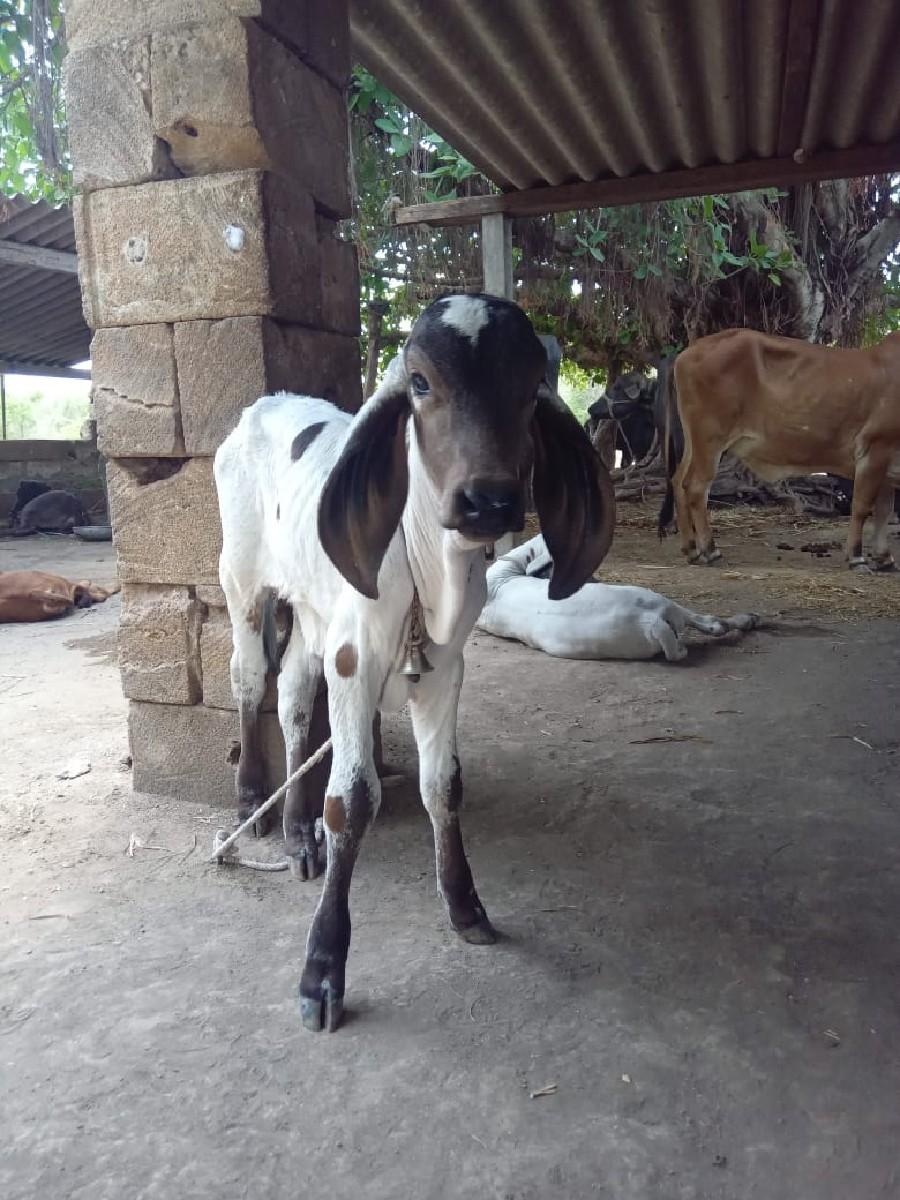 થંબનેલ 2