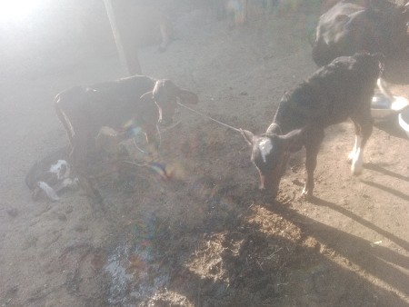 થંબનેલ 3