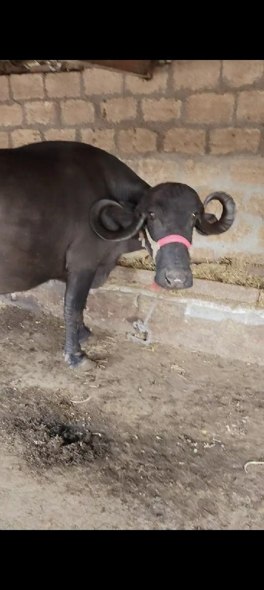 બીજું વેતર છે