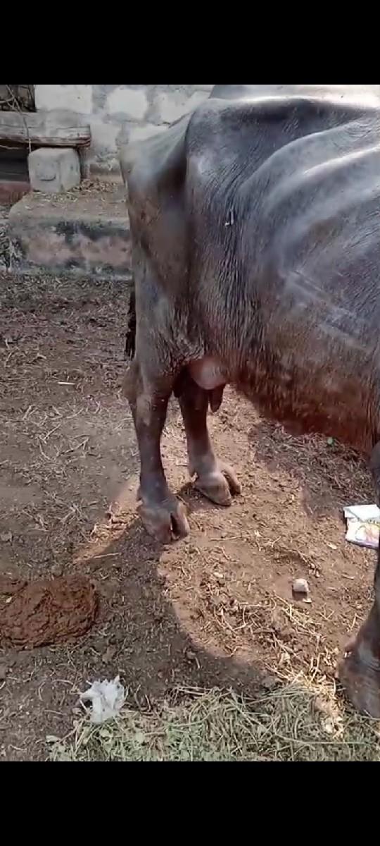 ભેસ વેસવાની છે