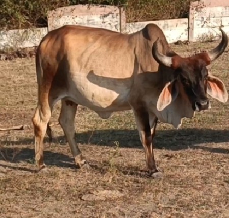 ૨ ગાયું વેચવાની છે
