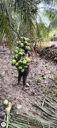 બગીચો દેવાનો છે