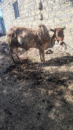 હોડકી વેચવાની છે સાવ સોજી છે