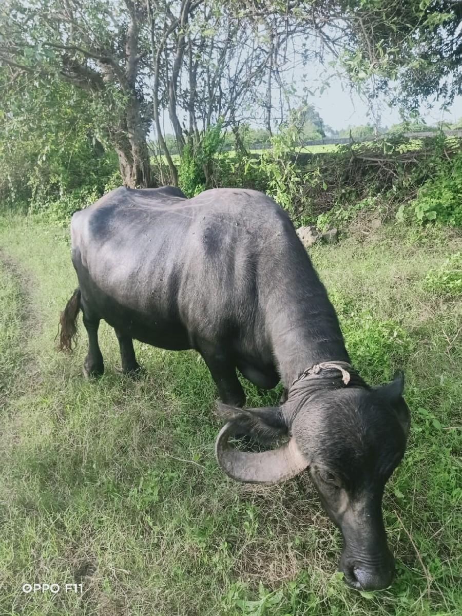 थंबनेल 2