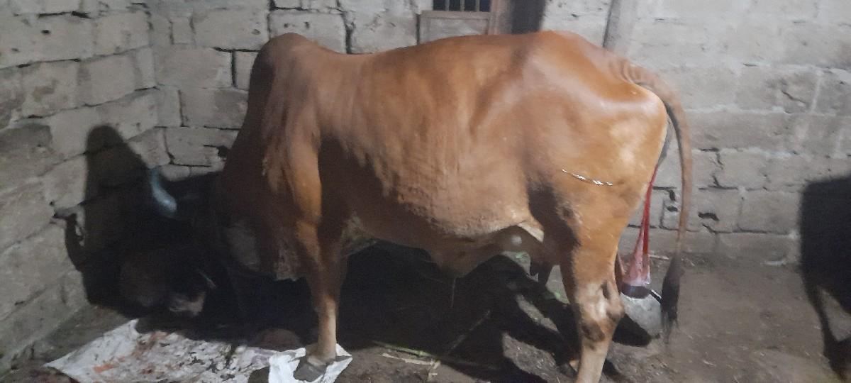 थंबनेल 2