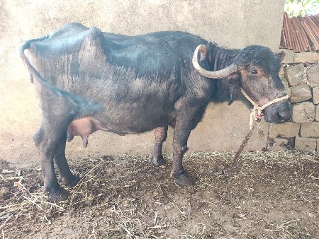 थंबनेल 3