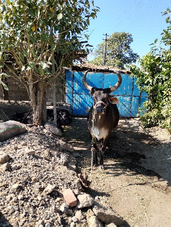 બિજી ધરનો