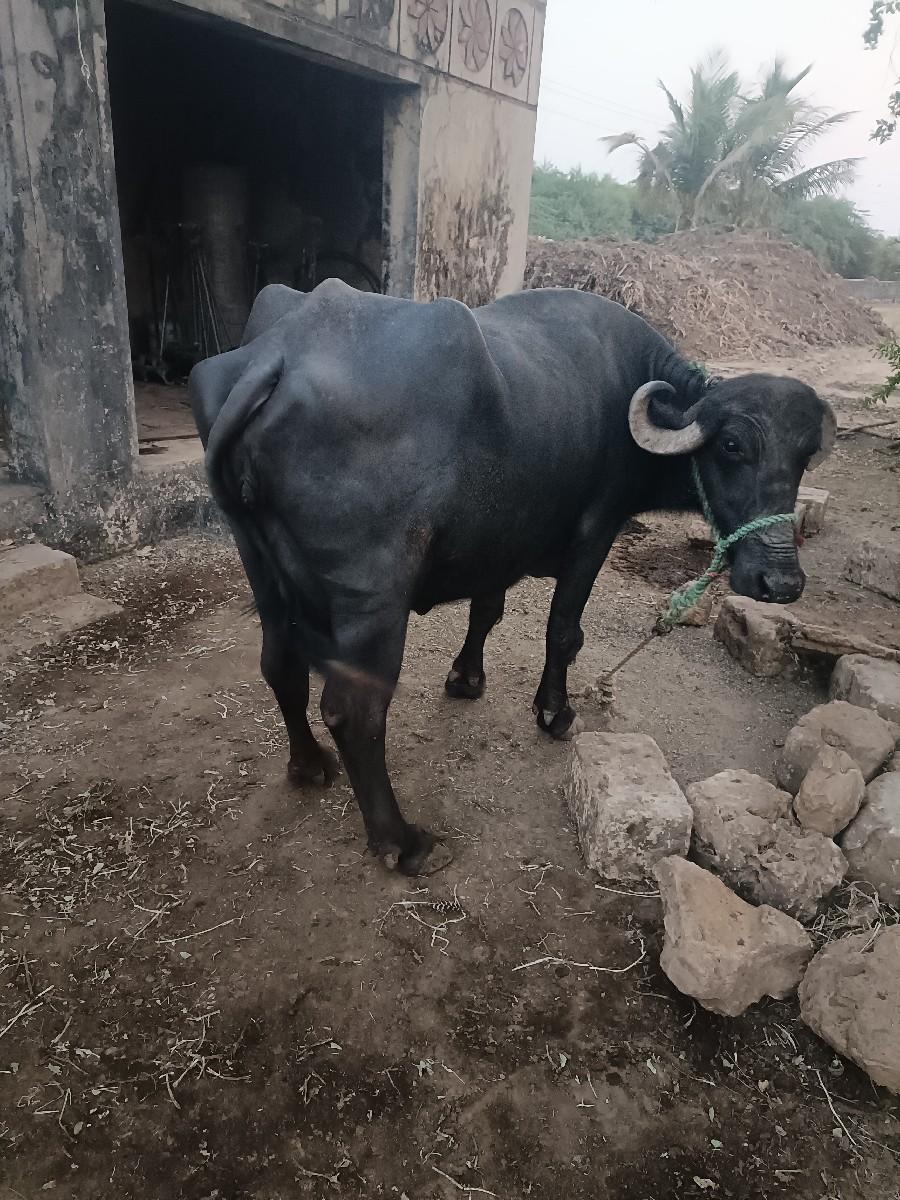 थंबनेल 2