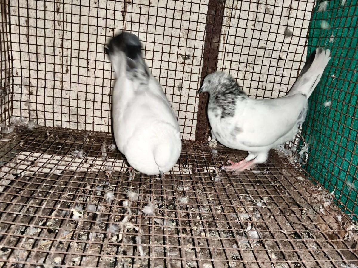 थंबनेल 2