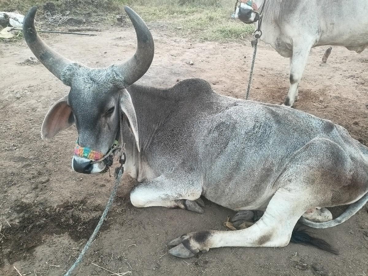 ગોઢલા વેચવાના છે વઢિયારા છે સાટા