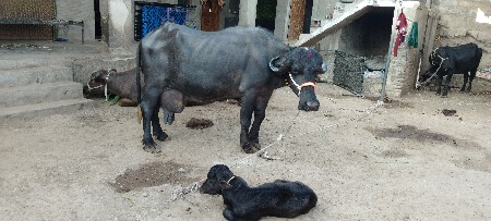 ભેંસ વેચવાની છે.