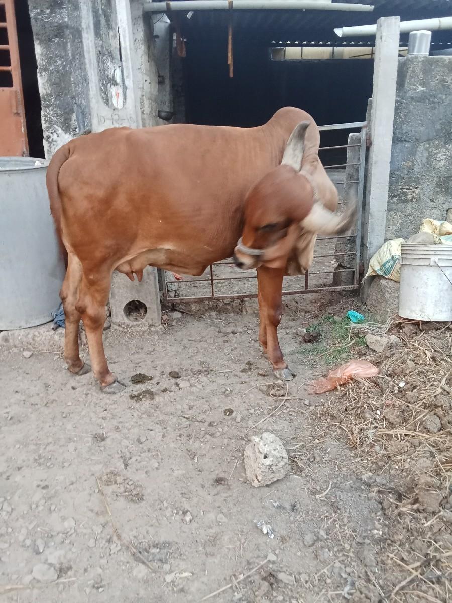 थंबनेल 3