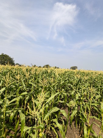 અમેરિકન મકાઈ નો ચારો