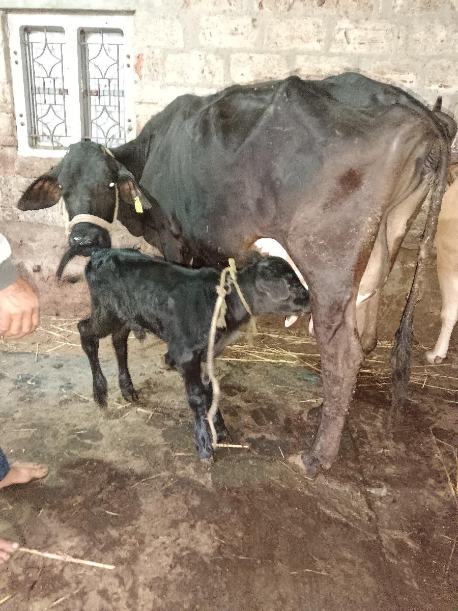 થંબનેલ 5