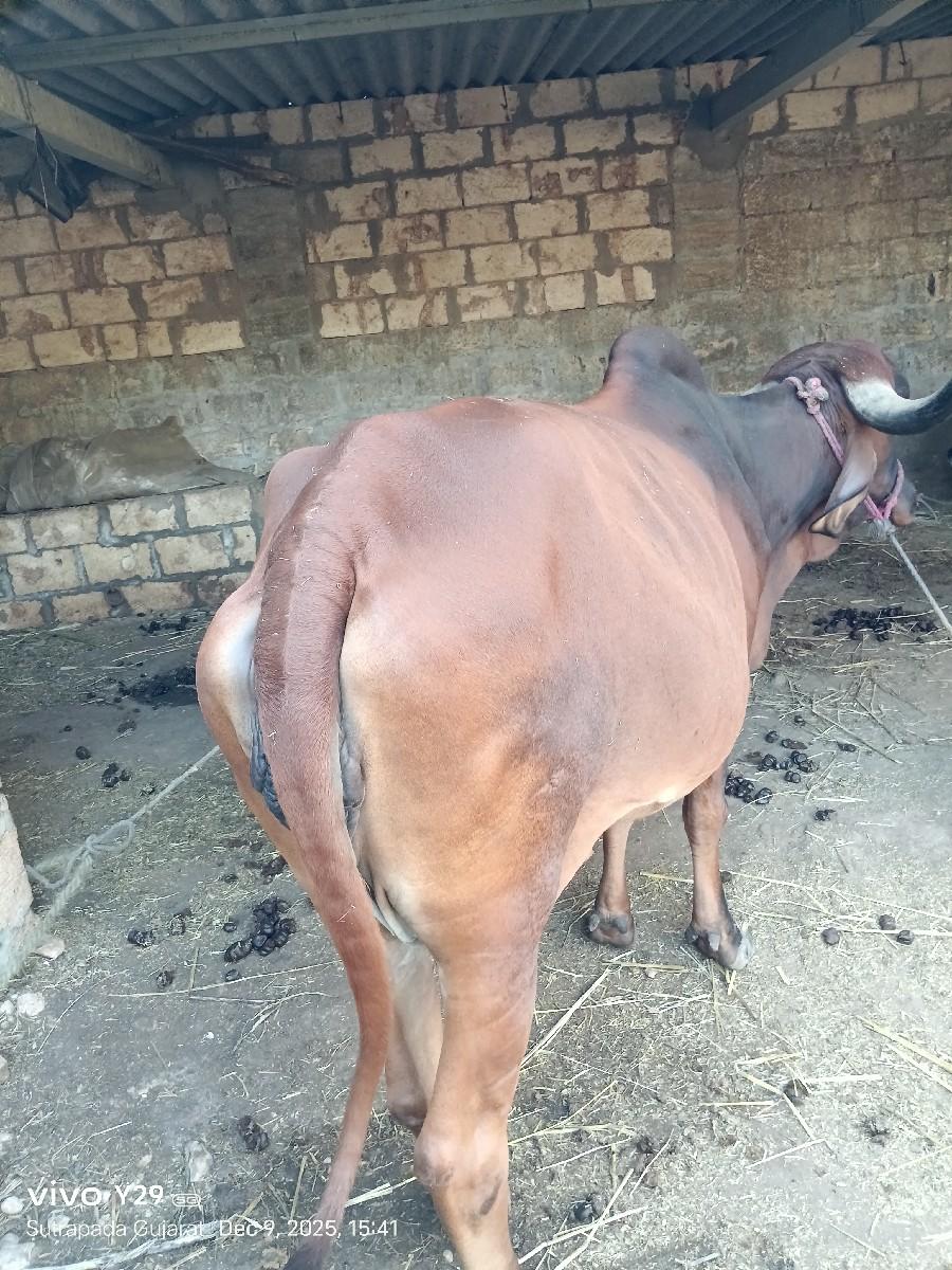 थंबनेल 2