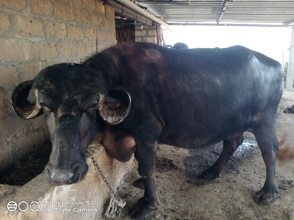 ભેંસ વેચવાની છે