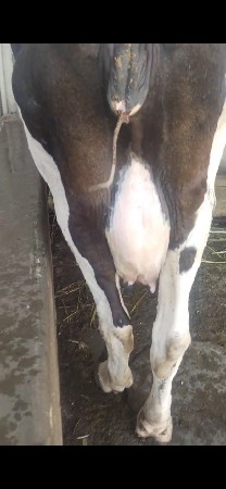 ગીર કોર્ષ બાવલી બોઙી 🐄🐄🐄