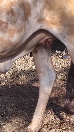 હોડકી વેચવાની છે પહેલું