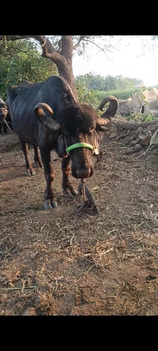 બે ભેશું વેચવાની છે...