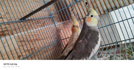 કોકટેલ જોડી