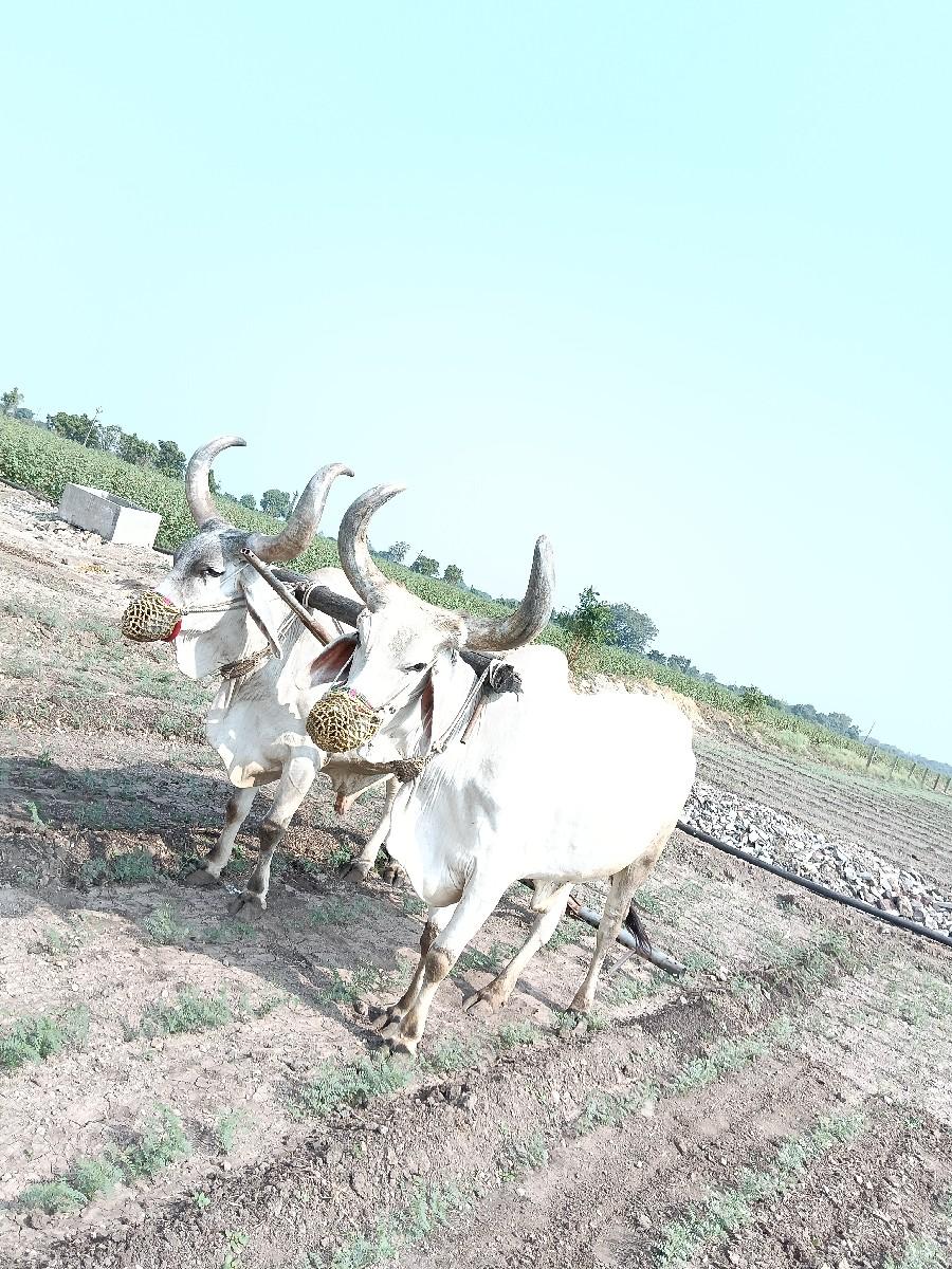 ધોરા વેસવાનાસે