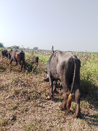 આ જાફરાબાદી પાડો‌ વેચવાનો છે