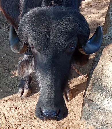 વેશવાની છે