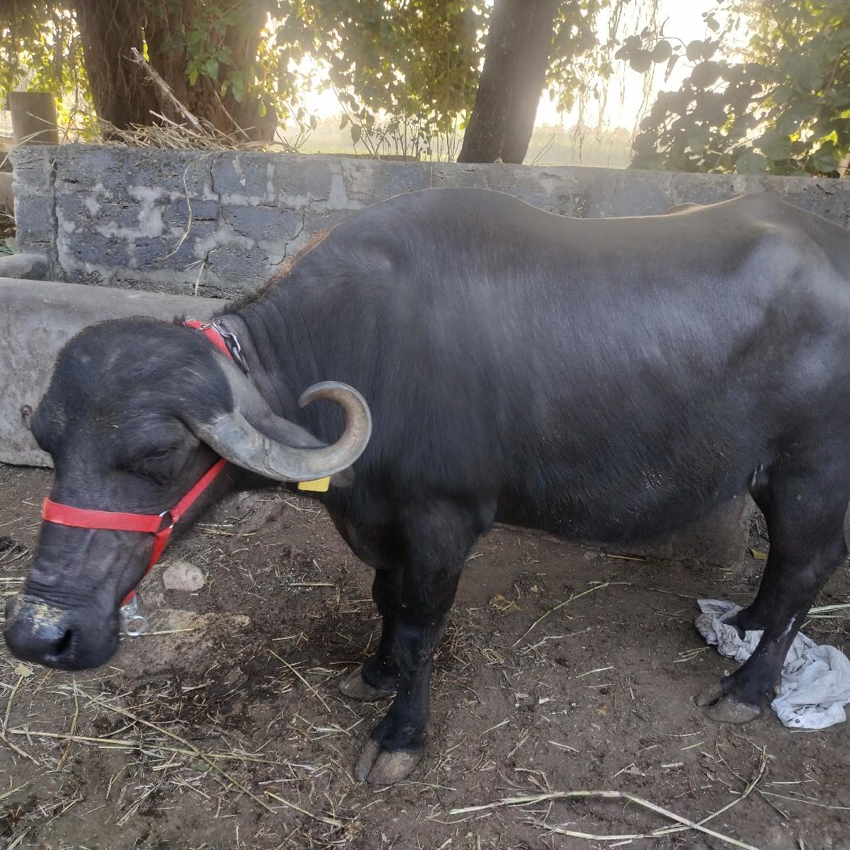 ભેંસ વેસવા ની સે