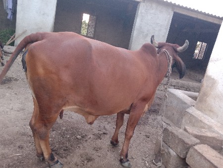 ગાય વેચવા ની છે
