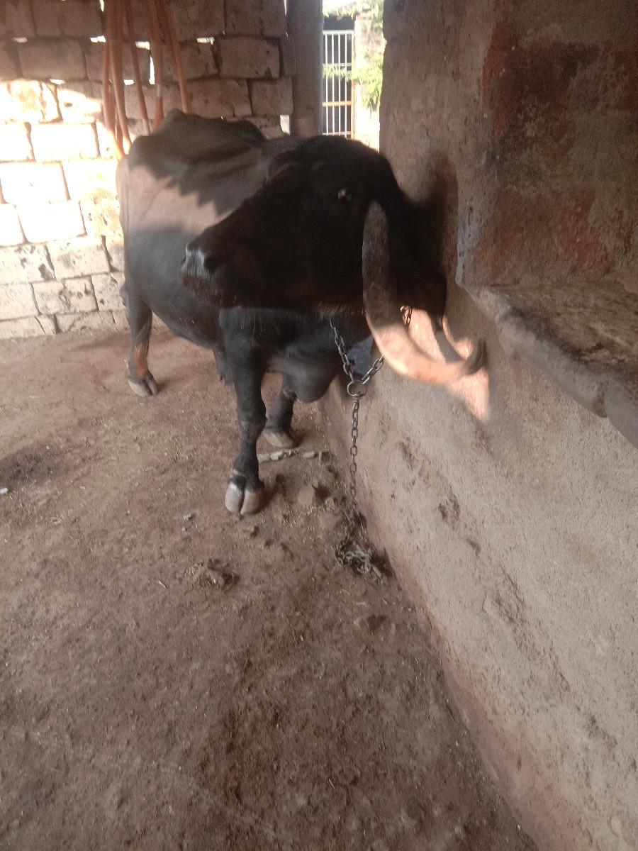 ભેસ વેચવાની છે