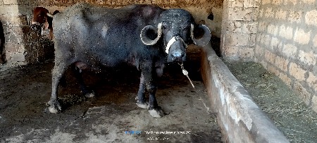 બીજુવેતર