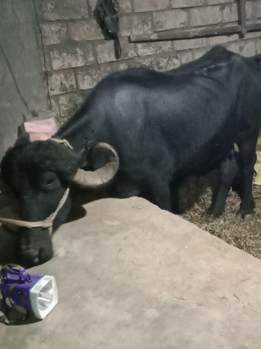 વેસવાનીસે