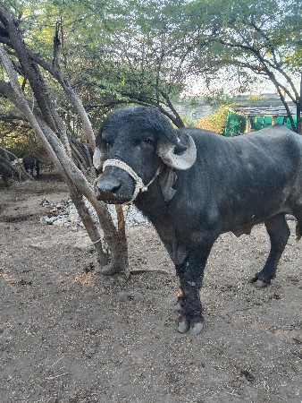 પાડો વેચવાનો છે.