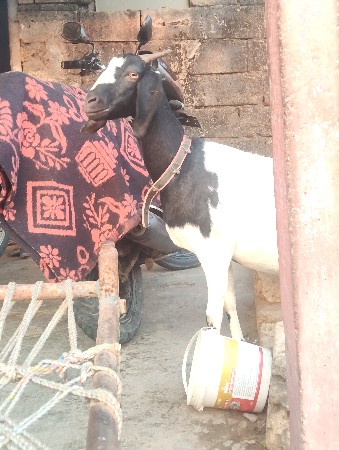 થંબનેલ 3