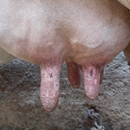 ગાય વેચવી છે