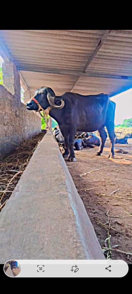 ભેંશ વેચવાનીછે