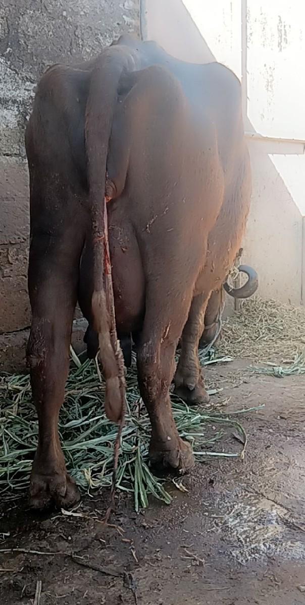 ભેસશ વેચવાની છે