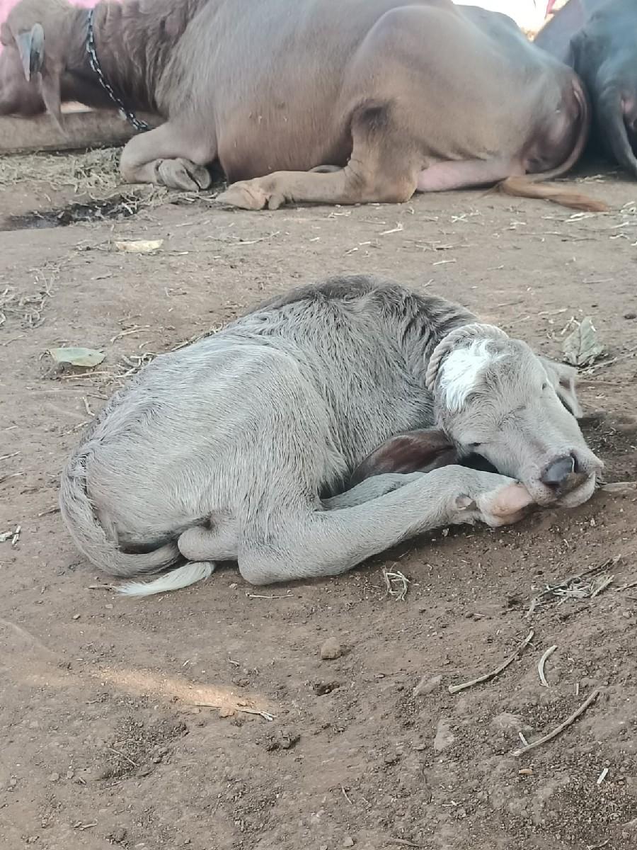 थंबनेल 3