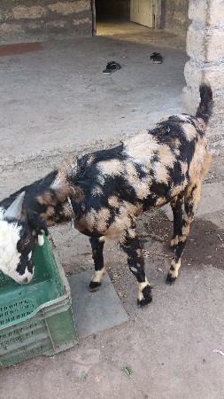 થંબનેલ 2